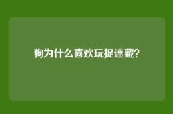 狗为什么喜欢玩捉迷藏？
