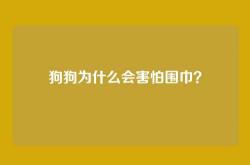 狗狗为什么会害怕围巾？