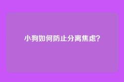 小狗如何防止分离焦虑？