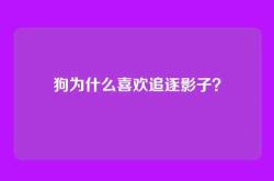狗为什么喜欢追逐影子？