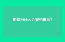 狗狗为什么会害怕兽医？