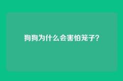 狗狗为什么会害怕笼子？