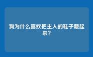 狗为什么喜欢把主人的鞋子藏起来？