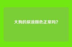 大狗的尿液颜色正常吗？