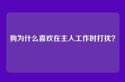 狗为什么喜欢在主人工作时打扰？