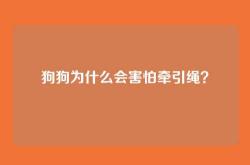 狗狗为什么会害怕牵引绳？