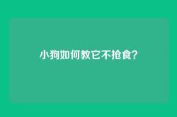 小狗如何教它不抢食？