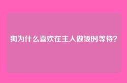 狗为什么喜欢在主人做饭时等待？