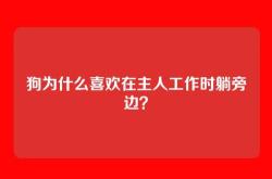 狗为什么喜欢在主人工作时躺旁边？