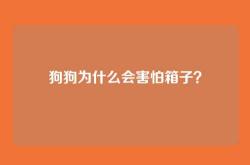 狗狗为什么会害怕箱子？