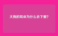 大狗的耳朵为什么会下垂？