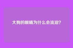 大狗的眼睛为什么会流泪？