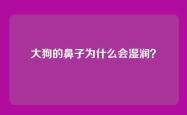 大狗的鼻子为什么会湿润？