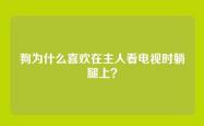 狗为什么喜欢在主人看电视时躺腿上？