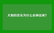 大狗的舌头为什么会伸出来？