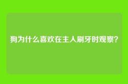 狗为什么喜欢在主人刷牙时观察？