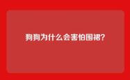 狗狗为什么会害怕围裙？