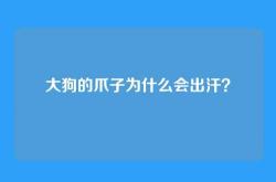 大狗的爪子为什么会出汗？