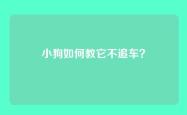 小狗如何教它不追车？
