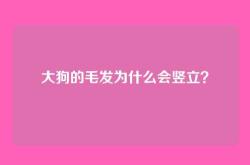 大狗的毛发为什么会竖立？