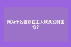狗为什么喜欢在主人吹头发时害怕？