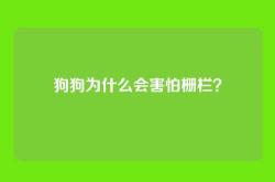 狗狗为什么会害怕栅栏？