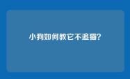 小狗如何教它不追猫？