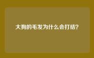 大狗的毛发为什么会打结？
