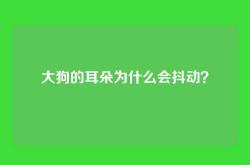 大狗的耳朵为什么会抖动？