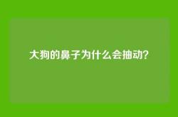 大狗的鼻子为什么会抽动？