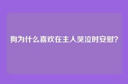 狗为什么喜欢在主人哭泣时安慰？