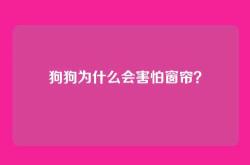 狗狗为什么会害怕窗帘？