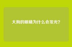 大狗的眼睛为什么会发光？