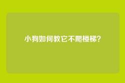 小狗如何教它不爬楼梯？