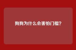 狗狗为什么会害怕门槛？