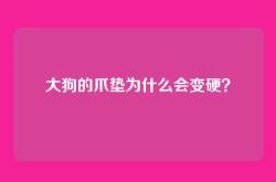 大狗的爪垫为什么会变硬？