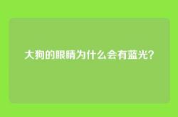 大狗的眼睛为什么会有蓝光？