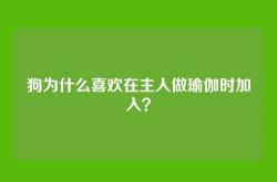 狗为什么喜欢在主人做瑜伽时加入？