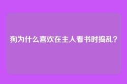狗为什么喜欢在主人看书时捣乱？