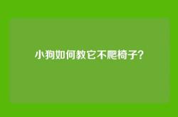 小狗如何教它不爬椅子？