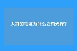 大狗的毛发为什么会有光泽？