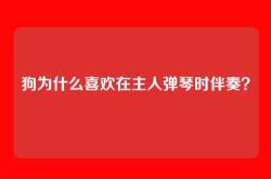 狗为什么喜欢在主人弹琴时伴奏？