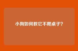 小狗如何教它不爬桌子？
