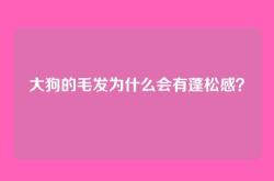 大狗的毛发为什么会有蓬松感？