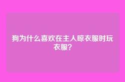狗为什么喜欢在主人晾衣服时玩衣服？