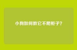 小狗如何教它不爬柜子？