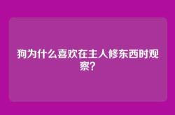 狗为什么喜欢在主人修东西时观察？