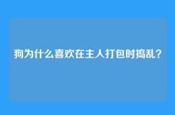 狗为什么喜欢在主人打包时捣乱？
