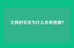 大狗的毛发为什么会有卷曲？