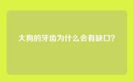 大狗的牙齿为什么会有缺口？